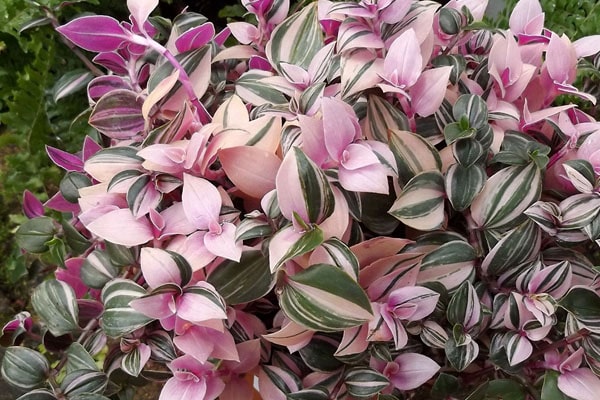 تکثیر گیاه برگ بیدی